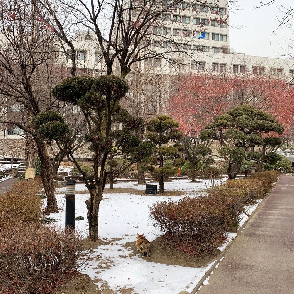 숙대 캠퍼스 속 숨은 숙냥이 찾기