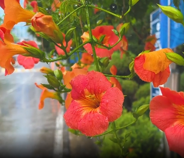 비 내리는 캠퍼스☔️