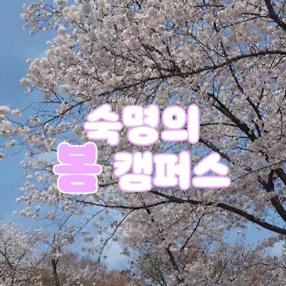 벚꽃으로 가득찬 숙명의 봄 캠퍼스 🌸🌸